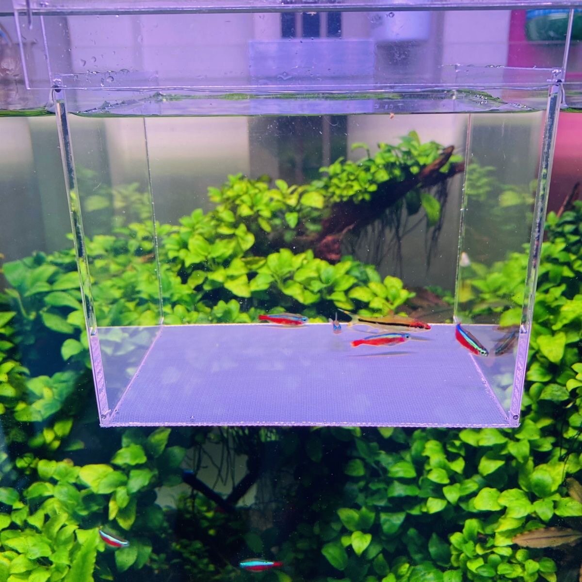 鱼缸隔离盒 水晶虾隔离盒 方形 观赏鱼虾隔离盒亚克力孵化盒 包邮