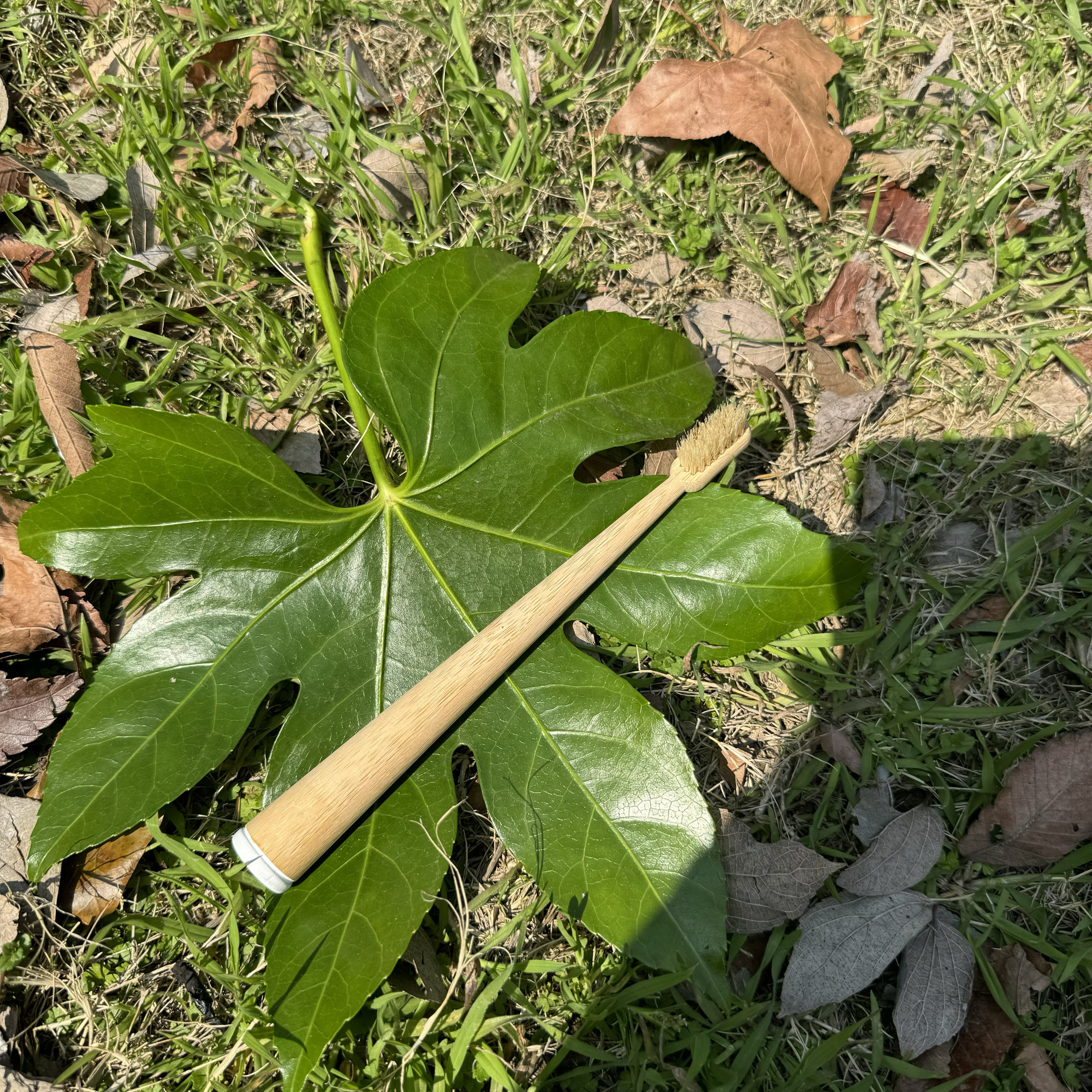 猪鬃毛牙刷 20支硬毛牙刷 竹牙刷 竹木牙刷 bamboo toothbrush