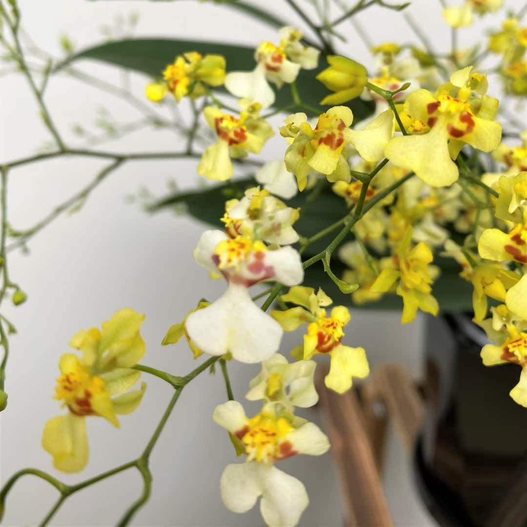 栖霞园艺【梦香兰】趣味美观客厅前台室内鲜花绿植盆栽