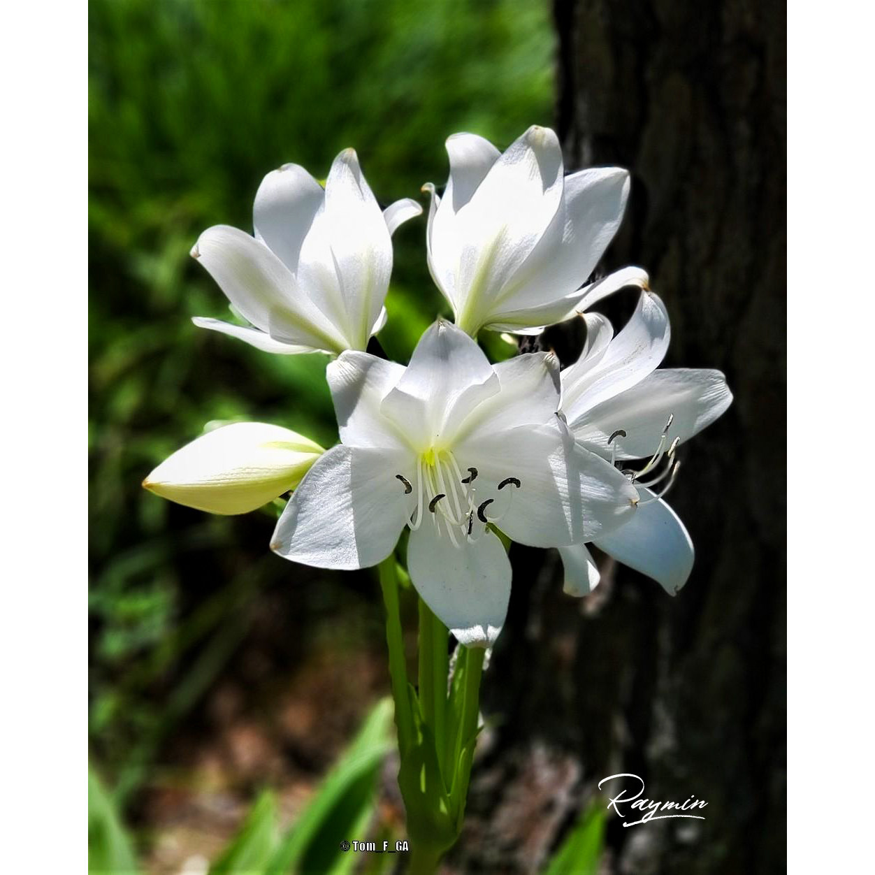 raymin 耐热耐阴多年生球根植物文殊兰香殊兰【克里斯多夫百合】