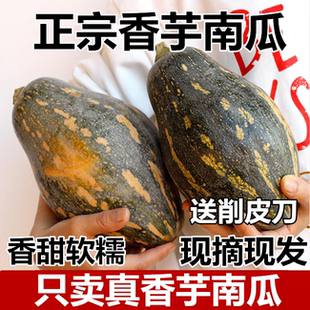 正宗广西香芋南瓜宝宝辅食芋头味老小南瓜新鲜蔬菜非贝贝板栗南瓜