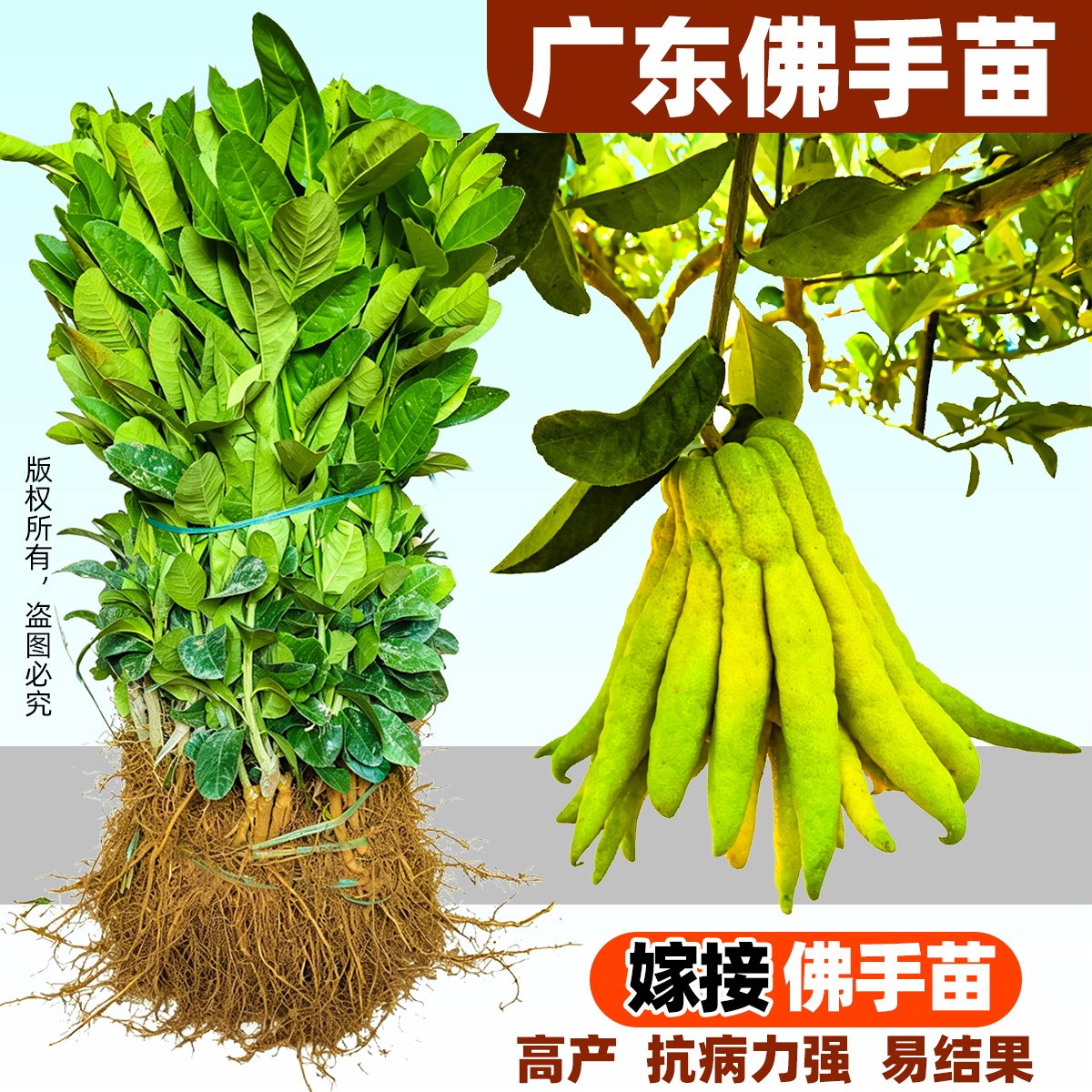 嫁接佛手苗广东高产佛手柑苗金佛手果苗香橼观赏药材盆栽地栽果苗图片