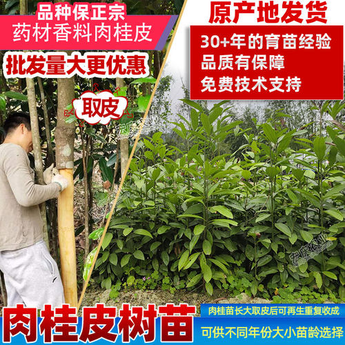 肉桂苗肉桂皮树苗正宗香料