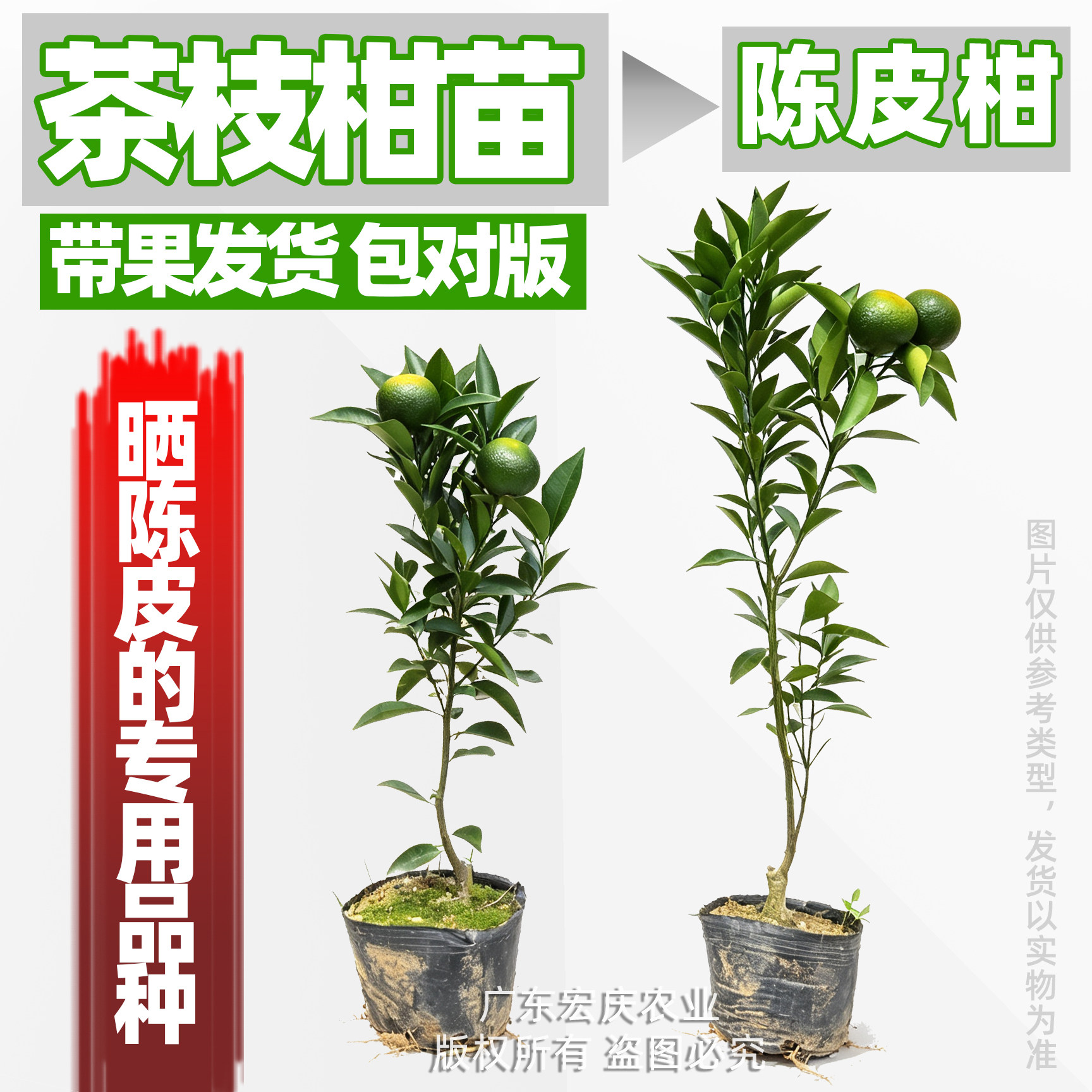 新会陈皮柑树苗茶枝柑苗大红柑正宗小青柑制桔普茶嫁接柑桔果苗