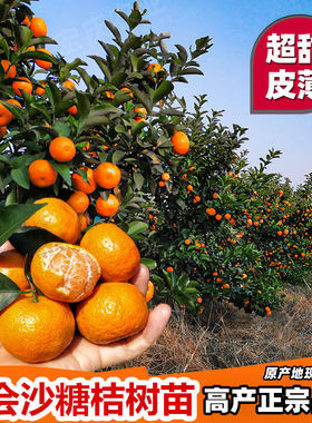 砂糖橘树苗四会沙糖桔常绿无籽