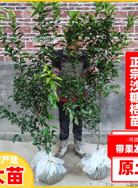 皇帝柑沙糖桔南方种植沃柑嫁接