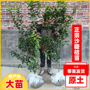 四会砂糖橘广西沃柑原土杯苗皇帝柑陈皮柑嫁接正宗带果发货树苗