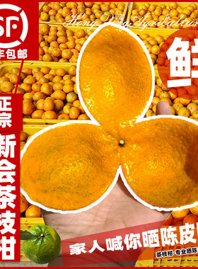 【陈皮专用果实】新会柑鲜果茶枝柑陈皮大青柑大红柑果农现摘发货