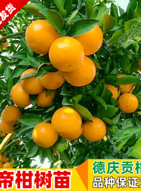 皇帝柑树苗广东德庆贡柑嫁接果树苗正宗柑桔苗贡桔南方大橘子苗