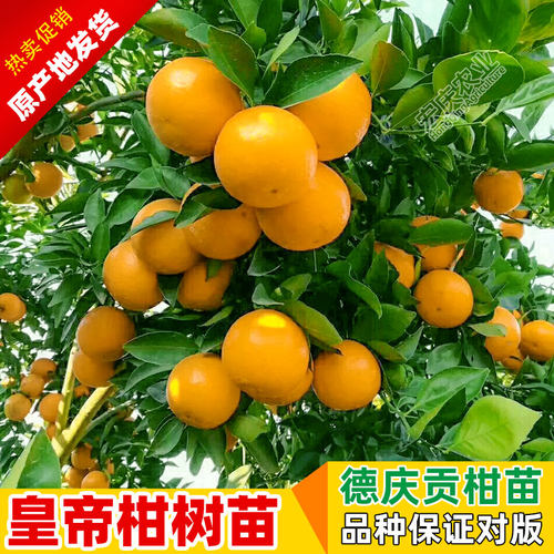 皇帝柑柑树苗嫁接贡柑