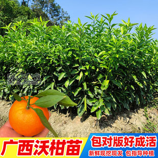 沃柑树苗广西武鸣正宗091新品无核无籽沃橘苗嫁接橘子苗果苗包邮