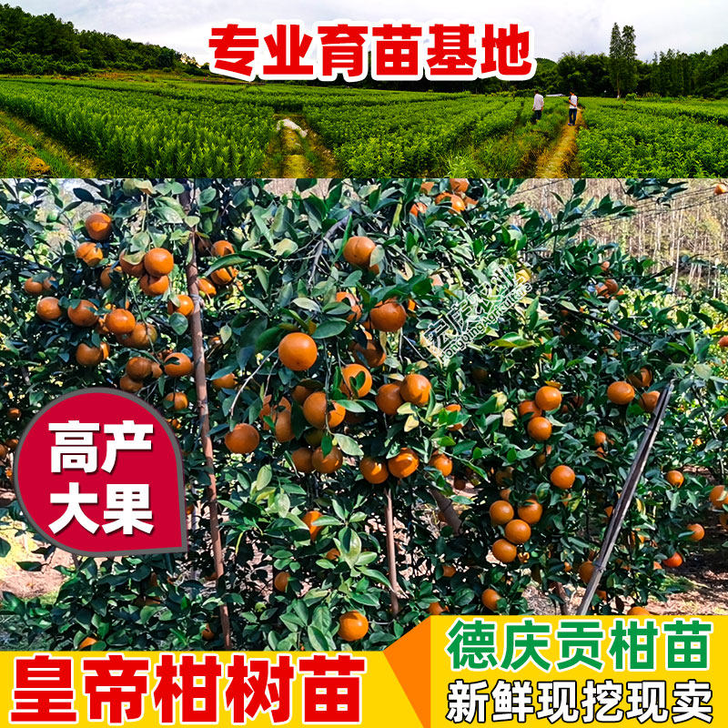 皇帝柑树苗广东德庆贡柑嫁接果树苗正宗柑桔苗贡桔南方大橘子苗