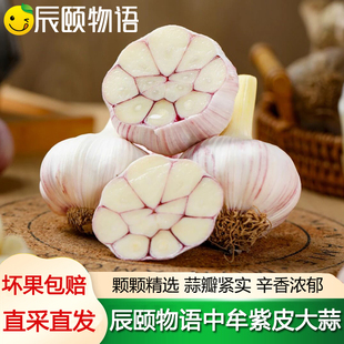 辰颐物语中牟紫皮大蒜干蒜子大蒜头现挖调味料佐料正宗河南紫皮蒜