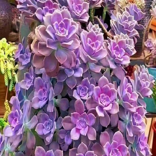 好养提神多肉好看法师