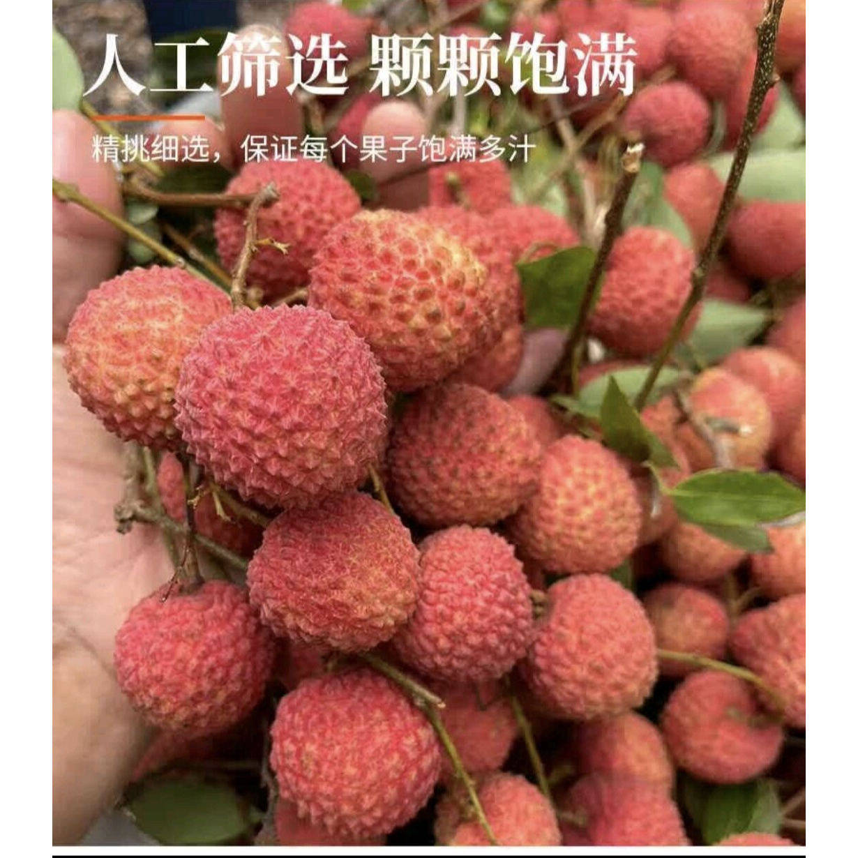 广西桂味荔枝现摘现发