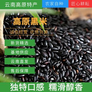 新货云南高原特色农产品黑米新米血米 自然馈赠营养丰富 珍稀美味