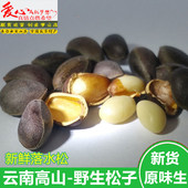 新货云南新鲜湿松子原味生 可直接吃不开口薄皮黑松深山零食坚果