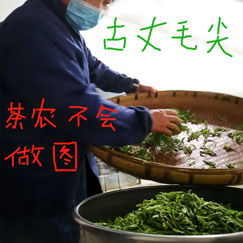 湘西苗寨同款茶古丈毛尖新绿茶高山茶香浓耐泡型买1送1共500g