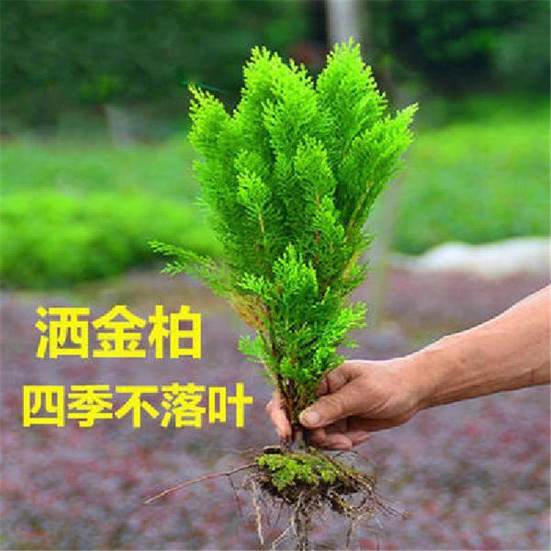 洒金柏树苗 盆景素材 洒金柏苗松柏苗木盆栽花卉庭院绿化植物包邮