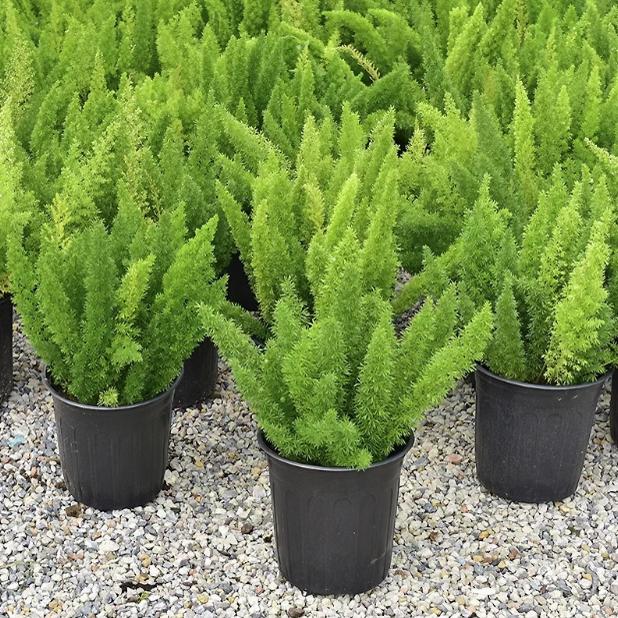 狐尾天门冬盆栽植物庭院花园