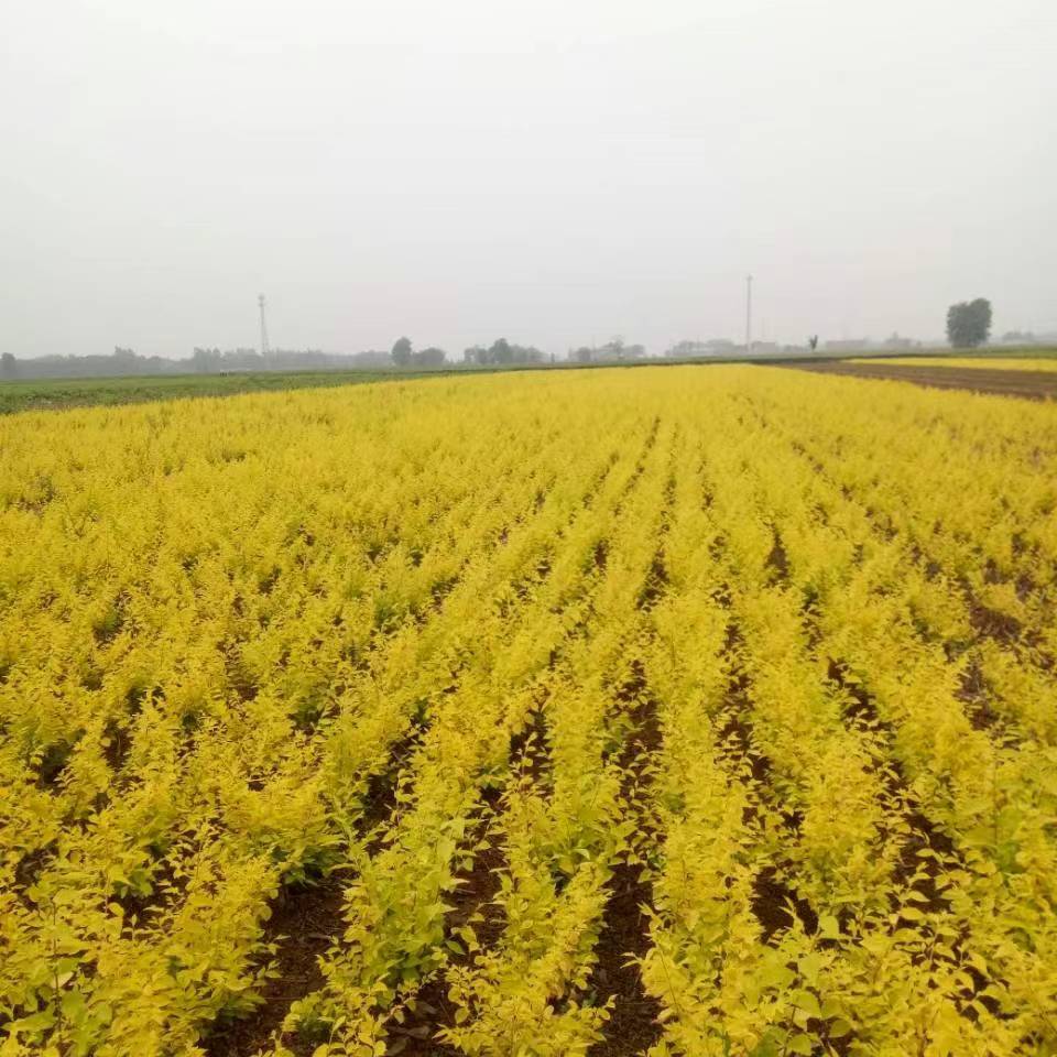 正宗金叶榆树苗工程绿化苗南北方观叶常绿灌木庭院绿篱色块苗榆树