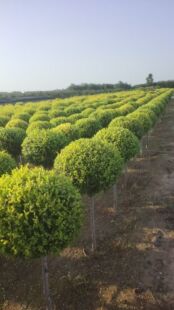 嫁接亮晶金叶榆树苗庭院别墅花境耐热耐寒中华榆棒棒糖金叶榆包邮