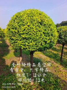 金叶榆树苗庭院别墅绿化植物耐寒耐旱易成活彩叶苗木当年修棒棒糖