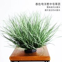 Весенняя изогнутая луковая группа средней травы