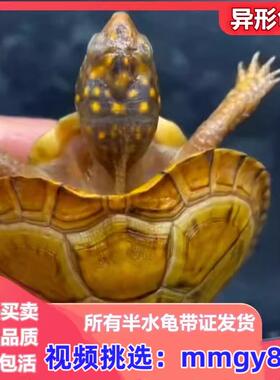 三趾东部佛箱龟半水龟活体尤卡坦墨西哥锦箱龟乌龟活物星点黄缘龟