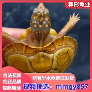 三趾东部佛箱龟半水龟活体尤卡坦墨西哥锦箱龟乌龟活物星点黄缘龟
