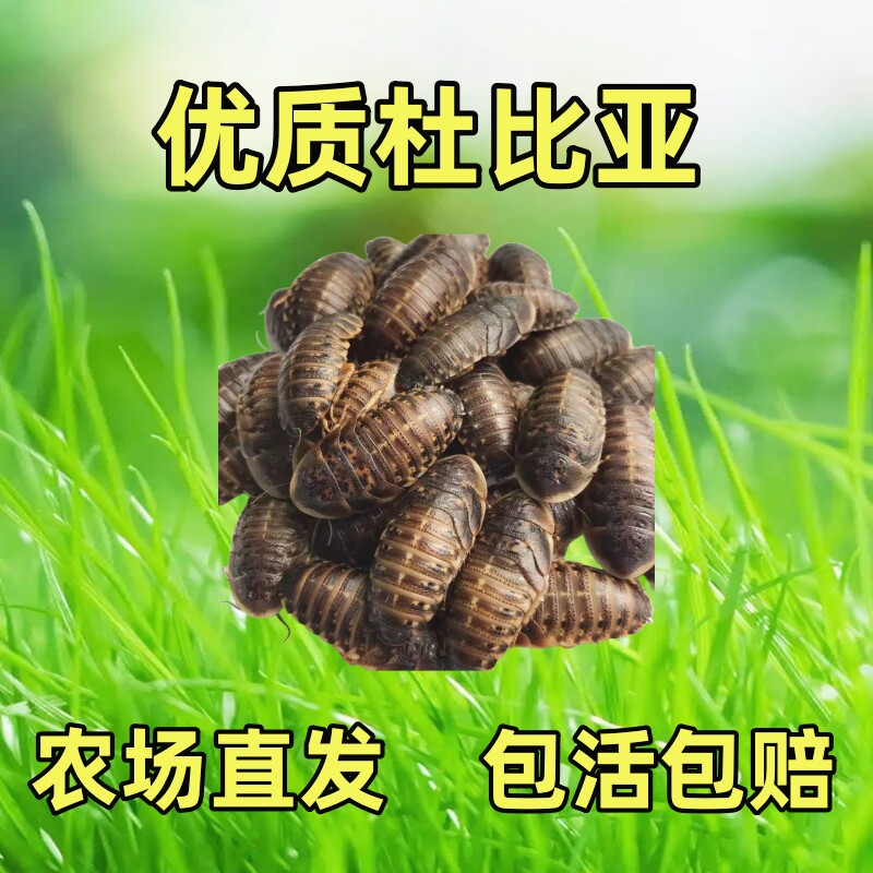 杜比亚蟑螂斤装活虫蜥蜴守宫鸟类角蛙蜘蛛蜈蚣蜜袋鼯活体饲料广东