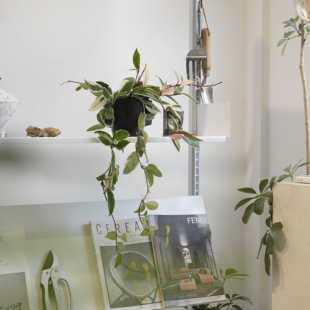 小众盆景ins简约风植物 开花绿植花卉个性 诗与自然 三色球兰长藤款