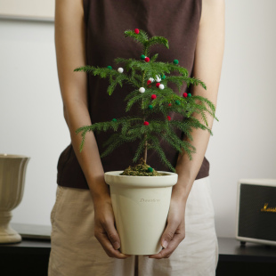 诗与自然 圣诞树南洋杉圣诞节植物礼物大型落地大盆栽盆景大绿植