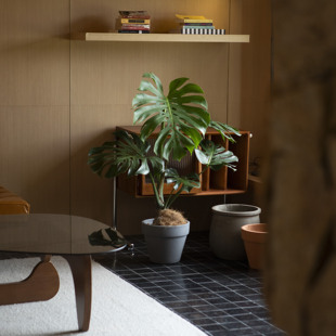 诗与自然 饰盆栽 老桩龟背竹大型落地大植物观叶植物盆景样板间装