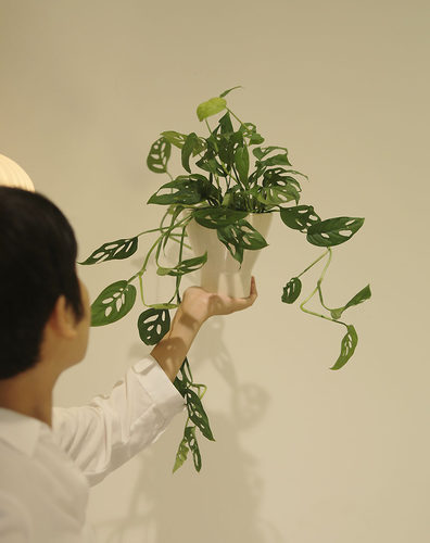 哇~~带有洞洞叶片的植物,好个性