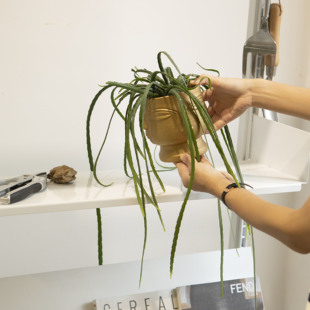 诗与自然 玻利维亚丝苇盆栽小众垂吊Ins绿植盆栽花卉开花植物悬挂