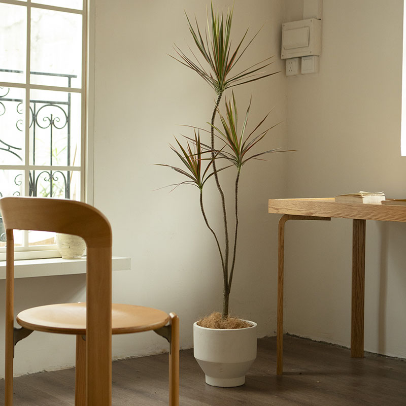 诗与自然 马尾铁七彩铁千年木大型落地盆栽四季常小众绿植简约风