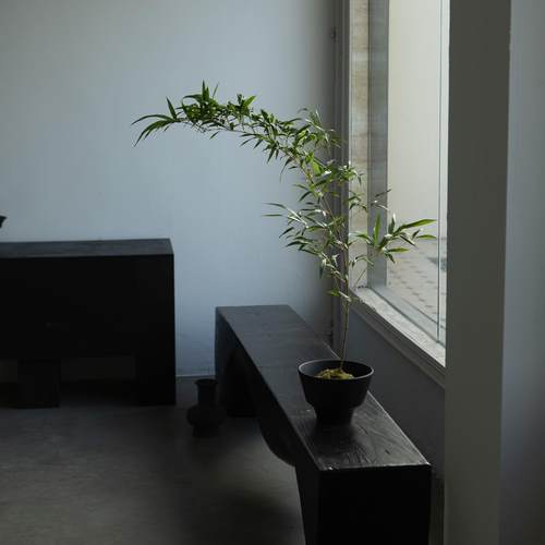 中式植物新中式竹子盆景