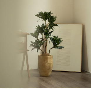 新品太阳神盆栽密叶龙血树造型网红室内客厅绿植大型植物