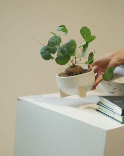 圆叶山乌龟招财龟爬藤块根植物室内客厅阳台办公桌面盆栽有趣盆景