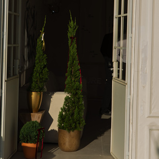 诗与自然 常青植物盆栽耐寒盆景大型绿植 圣诞树皮球柏树龙柏四季