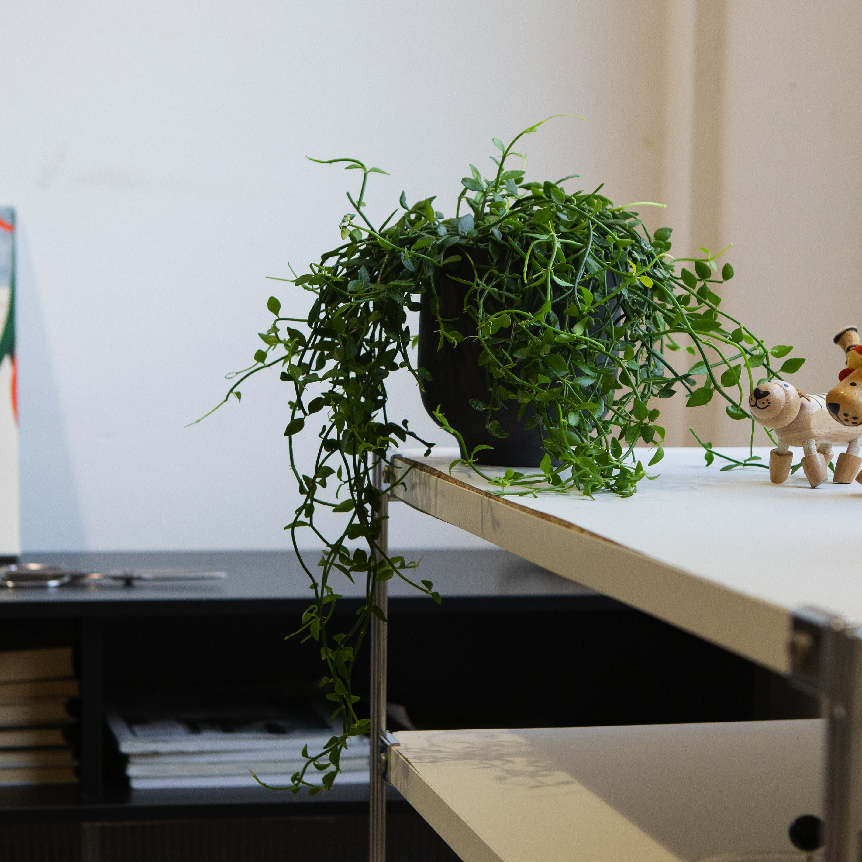 风不动小叶垂摆悬挂型植物室内桌面盆栽四季常绿植藤蔓小众盆景