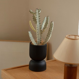 诗与自然 白龙骨仙人掌沙生植物盆栽盆景北欧小众ins风绿植