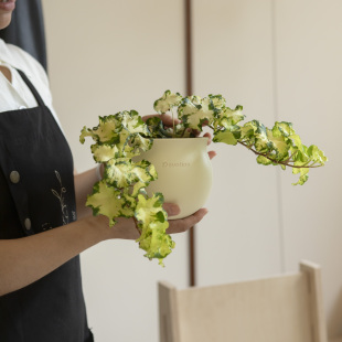 诗与自然 月光灯常春藤垂吊爬藤小众绿植盆栽餐厅ins风办公桌植物