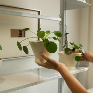 常绿 植物盆景四季 诗与自然 圆叶镜面草北欧办公桌面盆栽小众个性