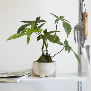 诗与自然 绿植盆栽 佛罗里达飞机蔓绿绒热植观叶小众植物ins风格