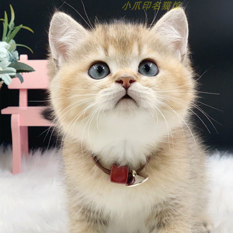 英国短毛猫金渐层幼猫活体银渐层宠物猫纯种ny11或12色小型