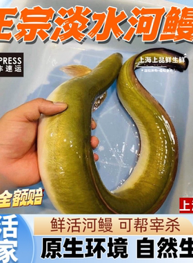 淡水河鳗鱼鲜活 白鳝鱼活体顺丰包邮 江鳗新鲜活杀白鳗上海发货