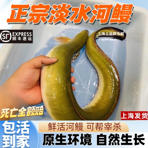 淡水河鳗鱼鲜活 白鳝鱼活体顺丰包邮 江鳗新鲜活杀白鳗上海发货
