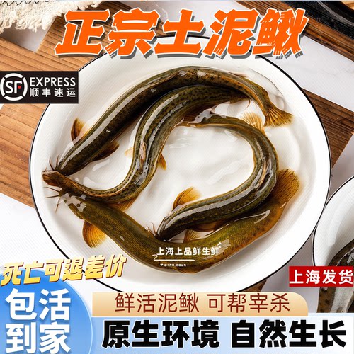 【正宗土泥鳅】新鲜活体 鲜活现杀 土鳅鱼大板鳅青鳅黄鳅上海顺丰